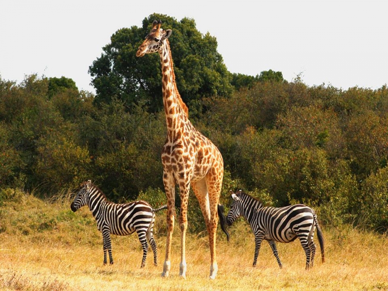 Africa Nature Animals (48)